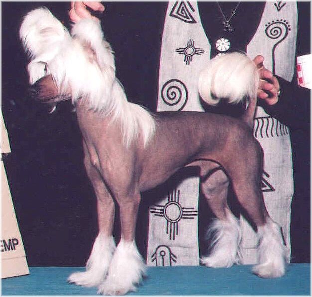  Puffin Prospectus At Shomars