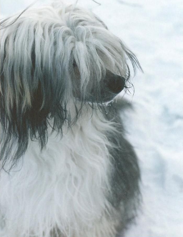 Py's Don't Lie To Me