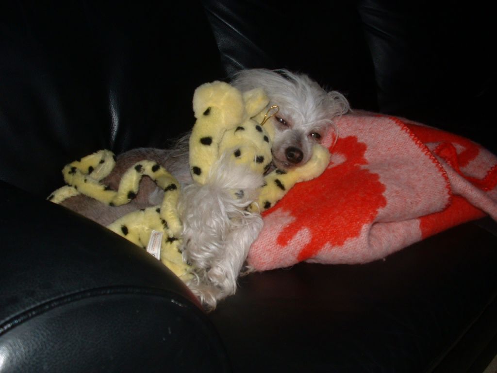 Rådjurstigens Aladdin The Famous