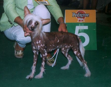 Rambow von Shinbashi