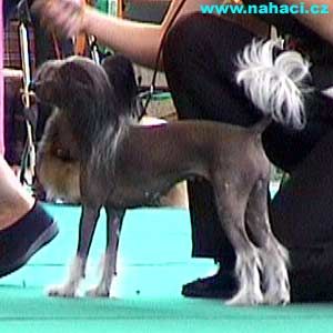 Razzmatazz Amy's Choise For Maya