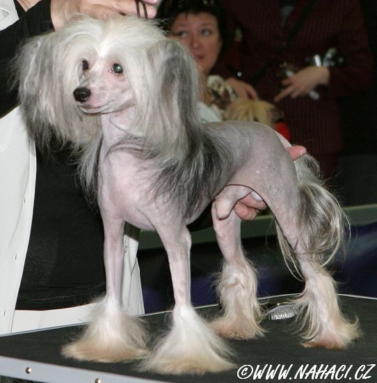 Razzmatazz Slick And Crafty