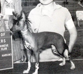 Razzmatazz Snapdragon