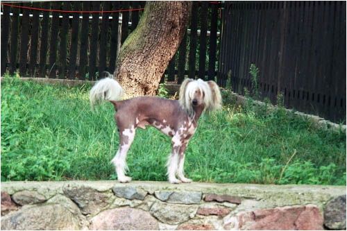 Retro Komedia Chinska