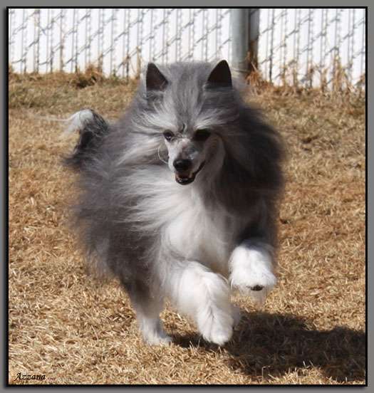 Rompford Prince Of Darkness