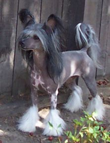 Rompford U Can't Hide Beautiful