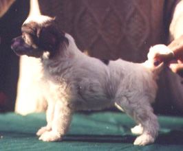 Rompford Wind E Knightie