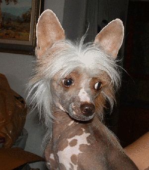 Row-Sand's Cassill My Dream