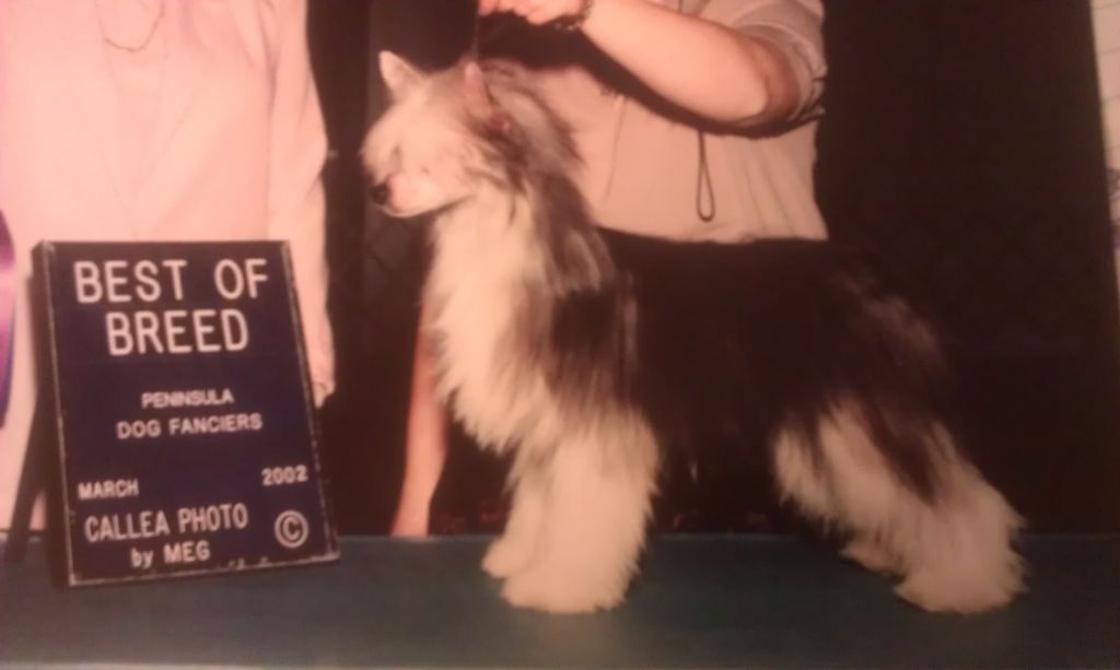 Royal Daulton By Design