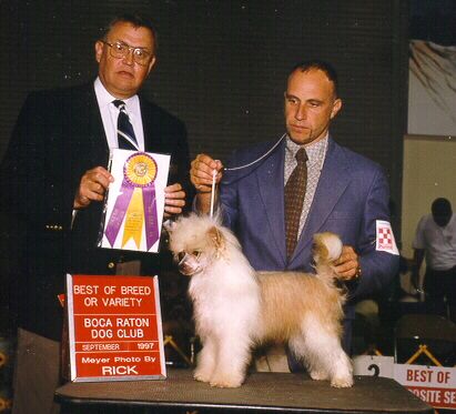 Samovar's Daydreamer