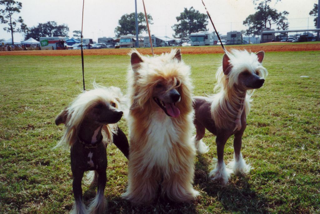 Sanctuary Much Kami Sutra