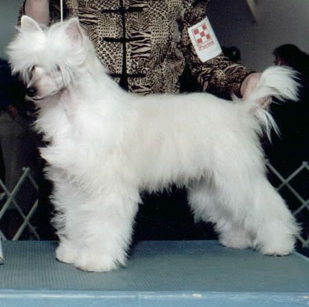 Sanuchar Star Man Norman Jahan