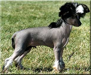 Sea Fire's Modie Blue