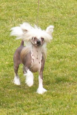 Secret Line's Burn Birdy Burn