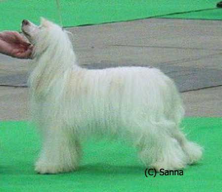 Secret Line's Crazy Man Crazy