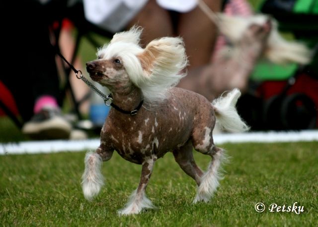 Secret Line's Crazy Witch