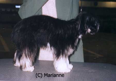 Secret Line's Flirting Lady