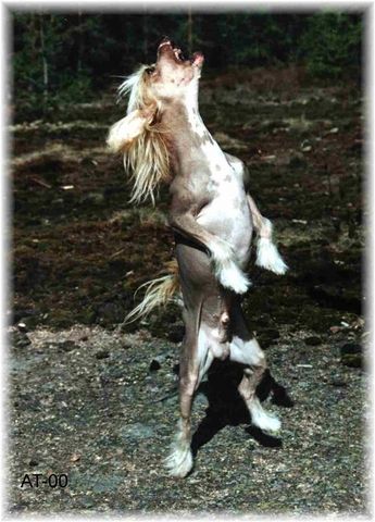 Secret Line's Part-Time Lover