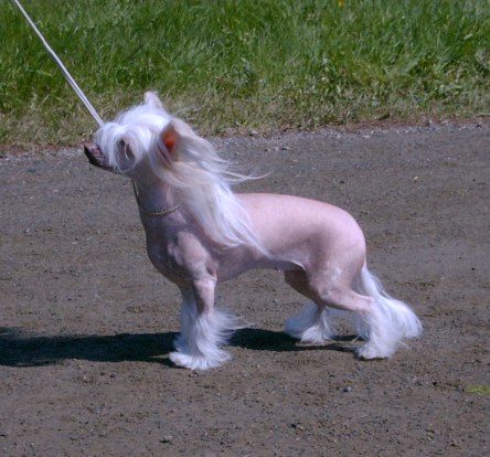 Secret Line's Veni Vidi Vici