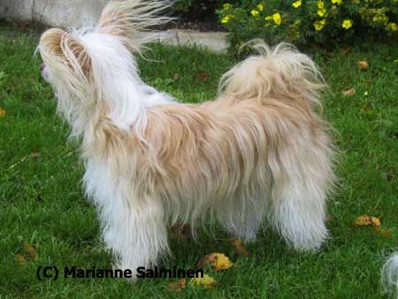 Secret Line's X-Elent Choice