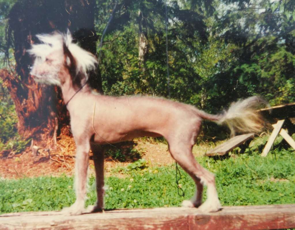 Serendipity's Aurora Borealis