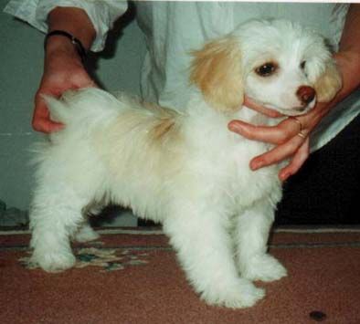 Shadowgame's Digimon