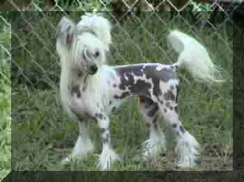 Shambhala's I'm Your Venus