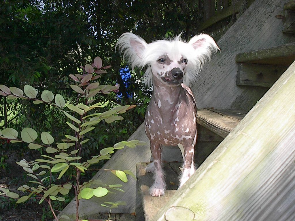 Shambhala's Magnolia