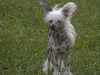 Shambhala's Sunnyboy