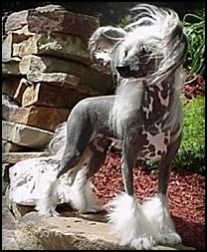 Shipstone Over The Hill