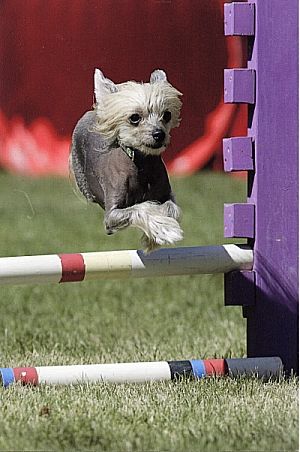 Shomars Lovely Little Lady