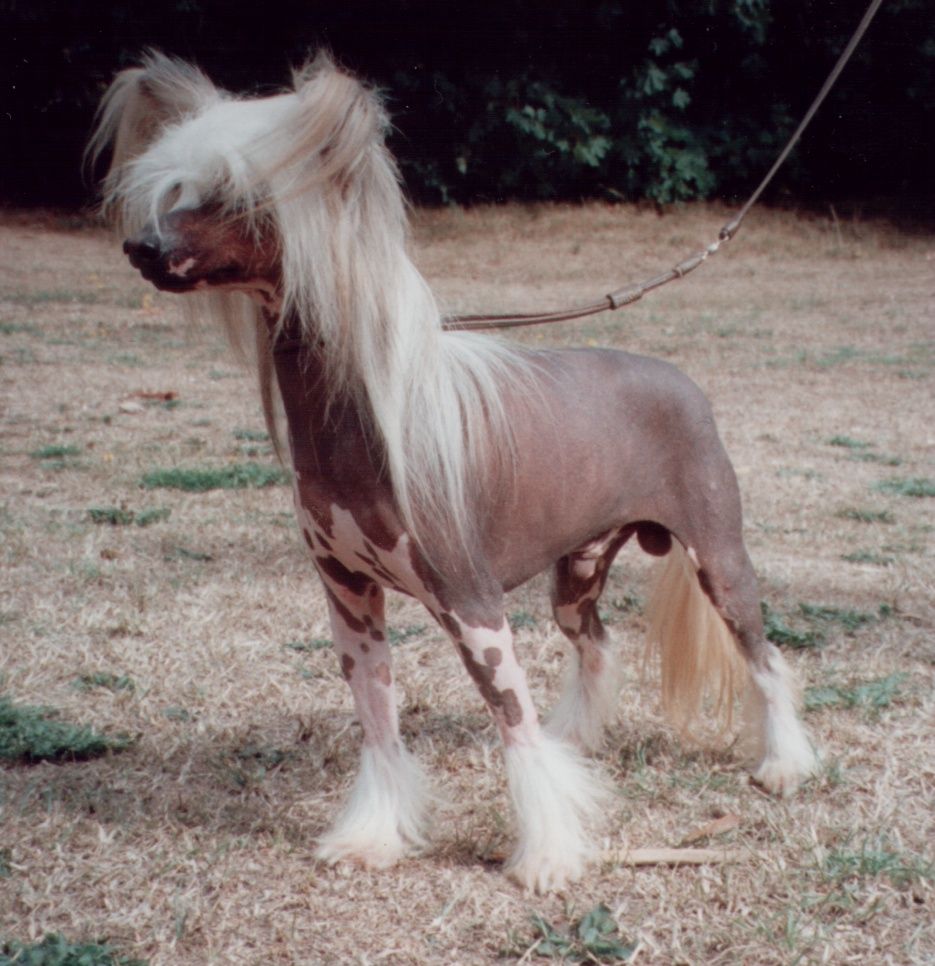 Shumllea Jack In The Box JW