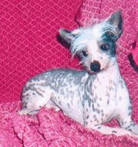 Signori Little Byebye