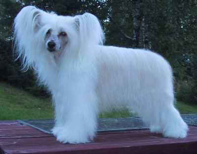 Silver Bluff Halston