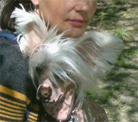 Sippelins In The Soap