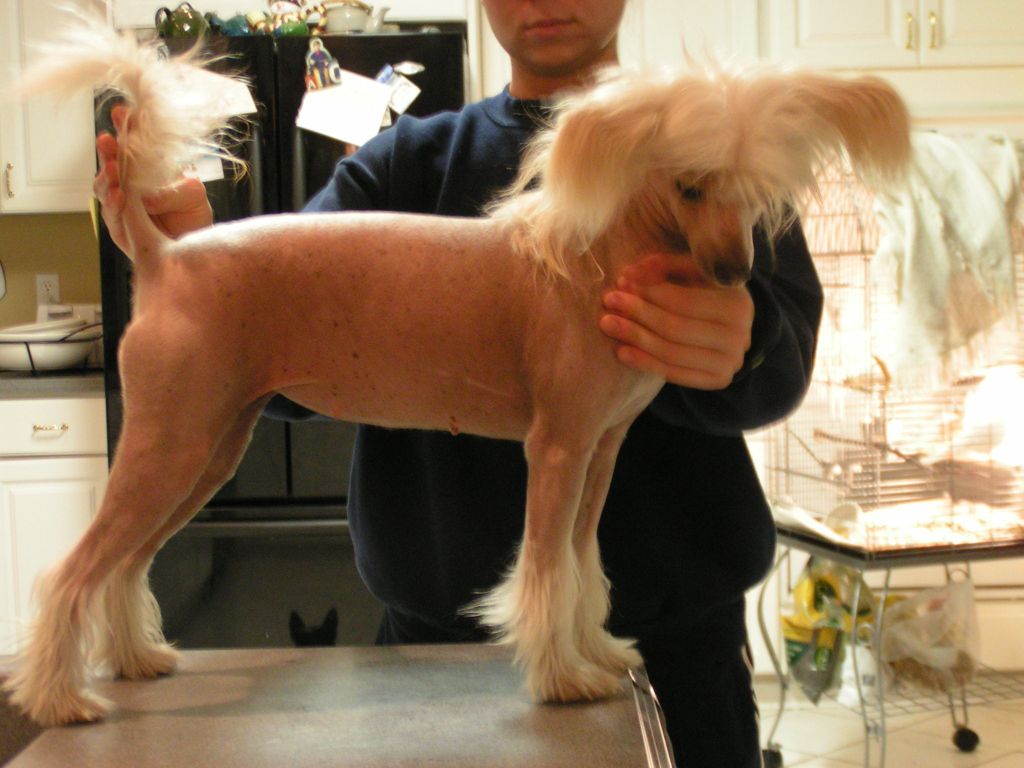 Six Gems Scarlet No Hara