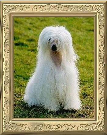 Smörkullas Amber Cream Of Diamonds