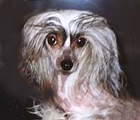 Ullvidets Snoop Doggy Dog