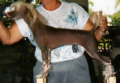 Sol-Orr's Frolicing Unicorn