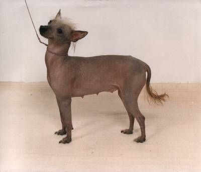 Staround Rula Of Zucci