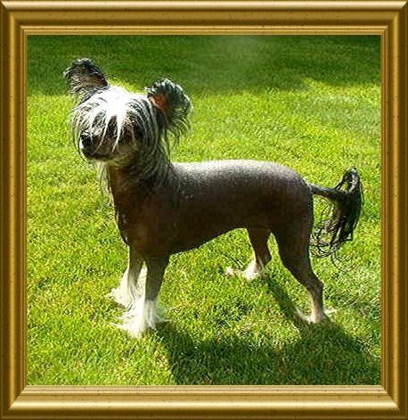 Starward Make Mine Mink