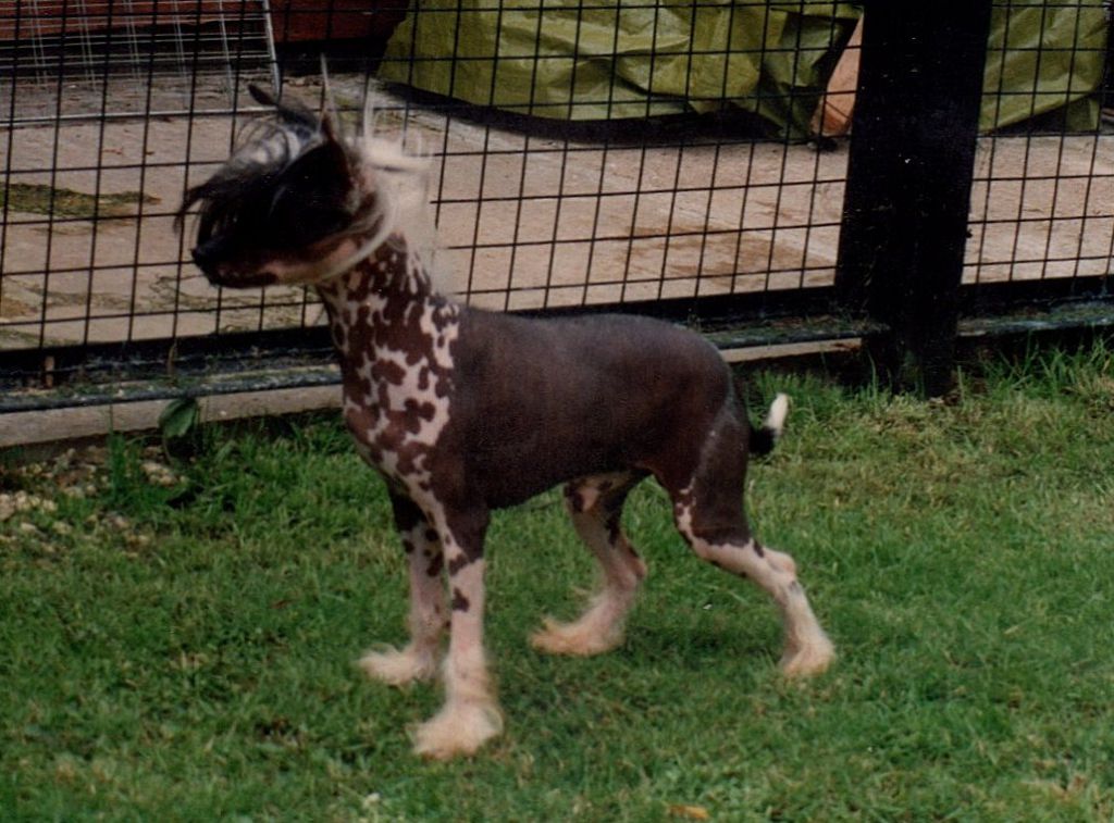 St.Erme Do-Do at Shumllea