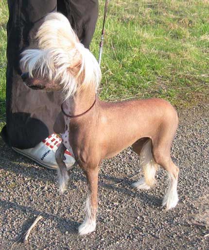 Stormblåstens Dr Love