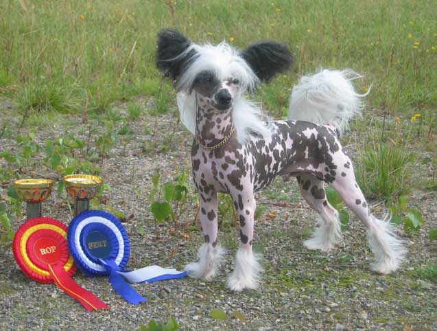 Stormblåstens Electric Fire