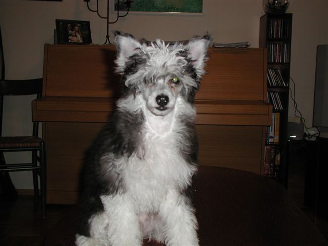 Stormblåstens Ghost Myst