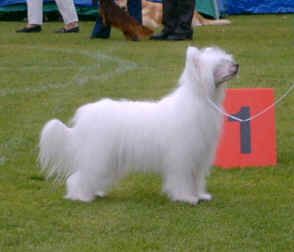 Sun Dan White Shadow