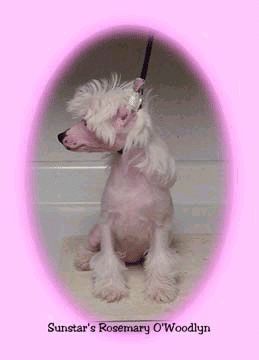 Sunstars Rosemary O'Woodlyn