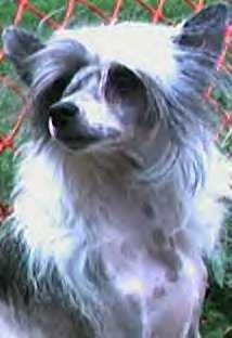 Tam-Lo's Mist O' Pheromone