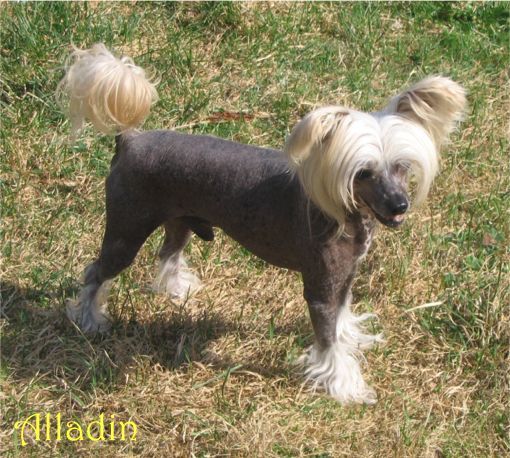 Tenderlove N'Care's Latin Lover