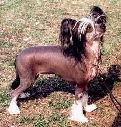 Tenderlove N'Care's Tummelisa